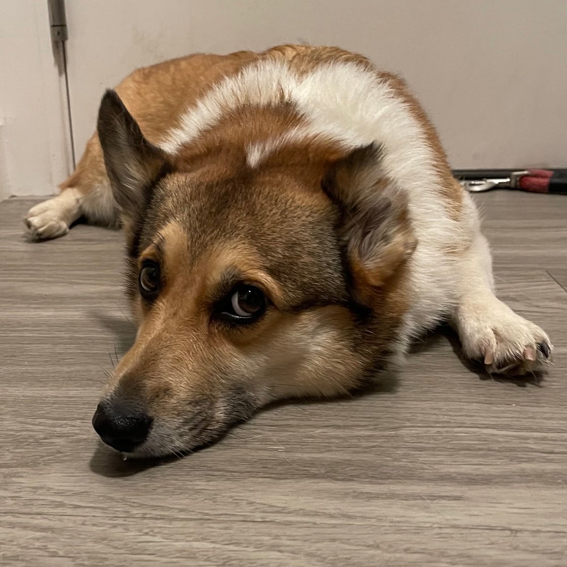 A dejected looking corgi sits on the floor
